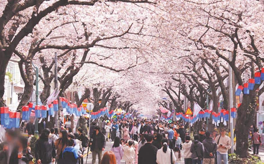 Nami Island Spring Festival