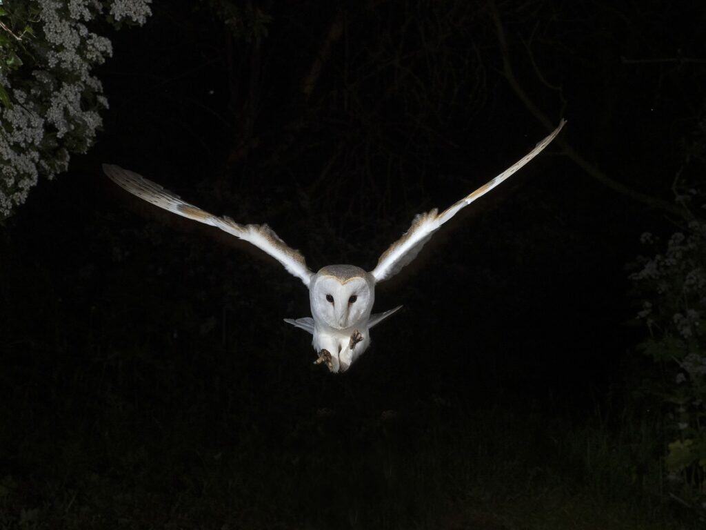 Barn Owl, Tyto alba hunting at night, North Norfolk, spring