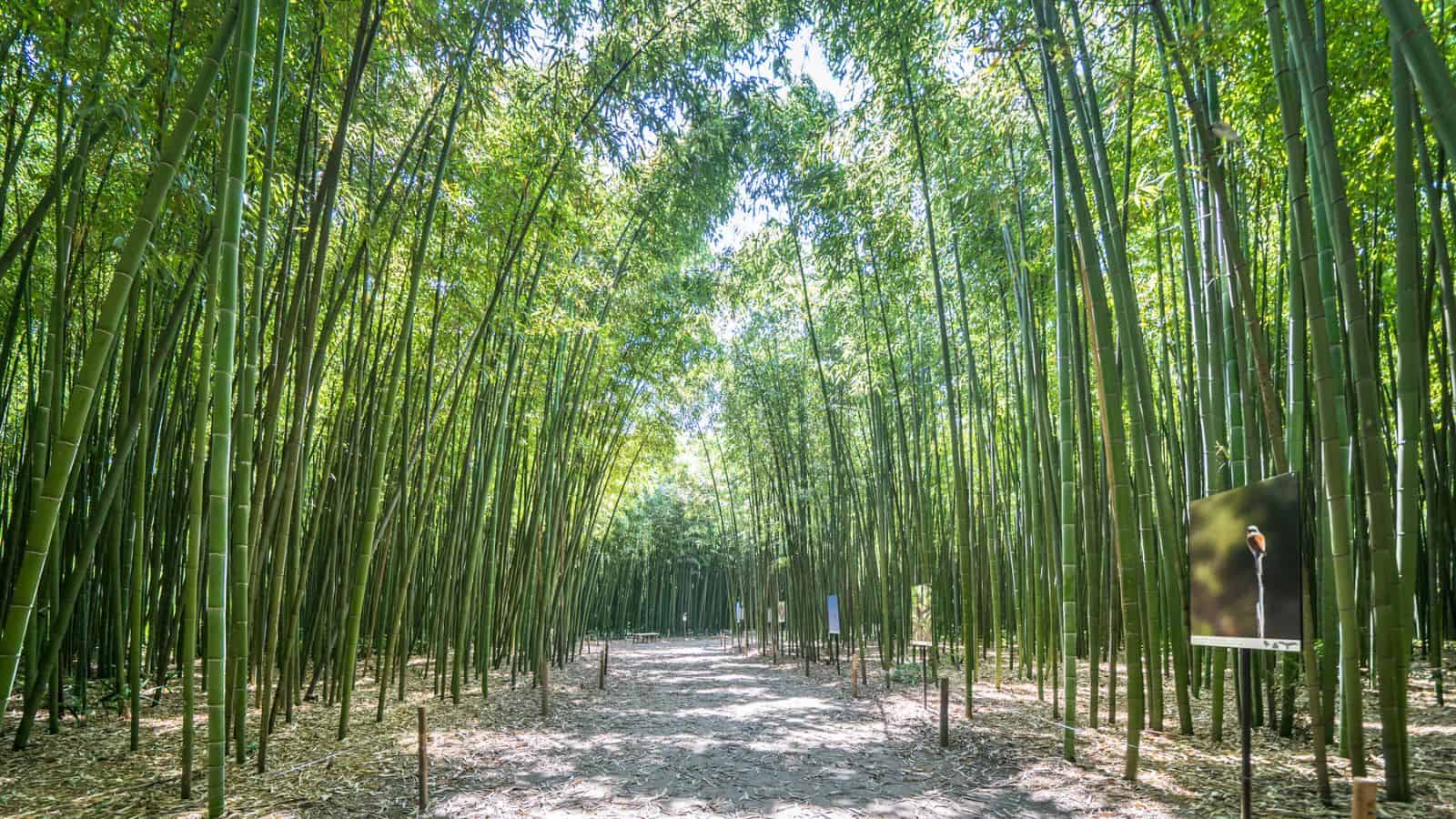 Bamboo forest