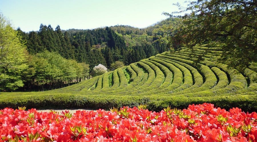 Boseong green tea fields